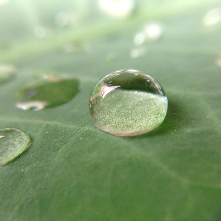 Shallow Focus Photography of Water Droplet · Free Stock Photo
