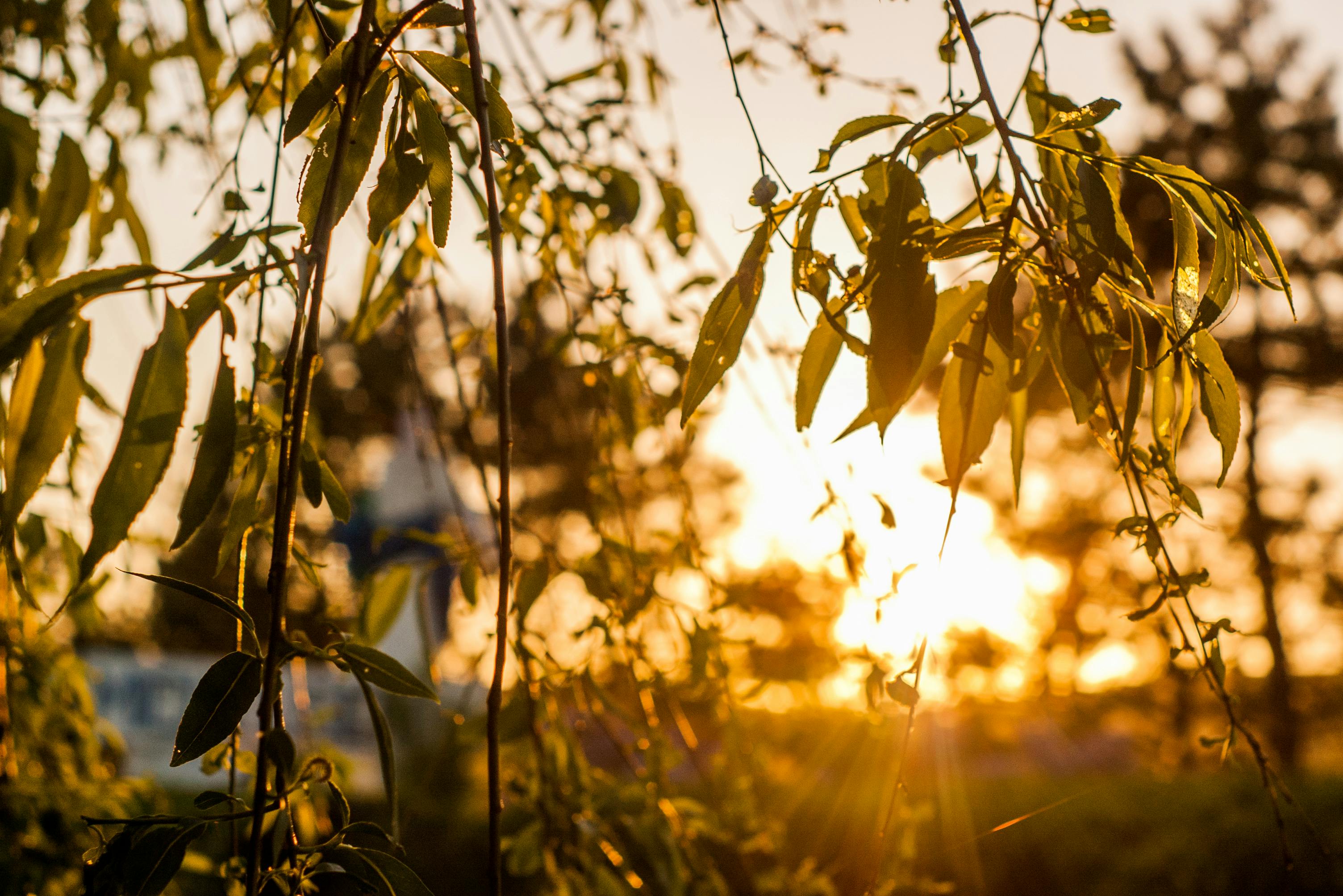 Beautiful leaves silhouetted against a golden sunset, capturing a warm and tranquil outdoor scene.