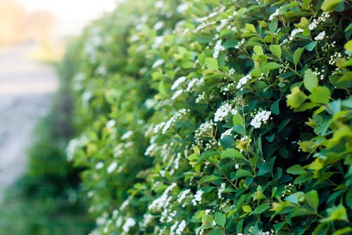 Free White Flowering Bush Selective-focus Photography at Daytime Stock Photo