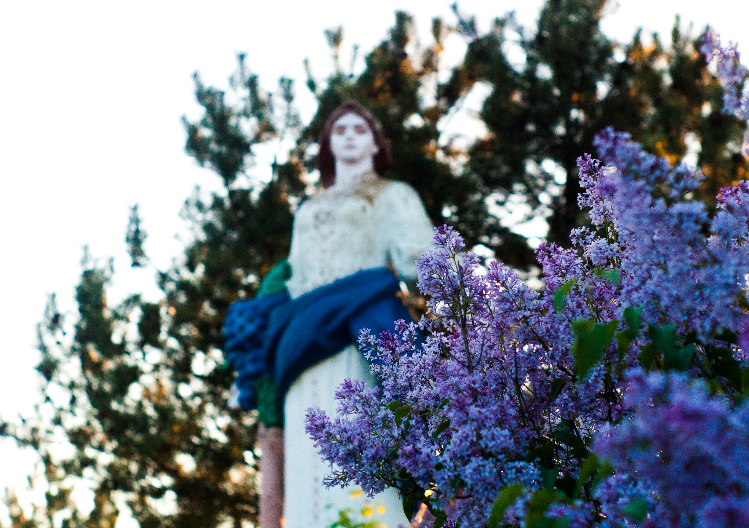 Purple Flowering Plant · Free Stock Photo