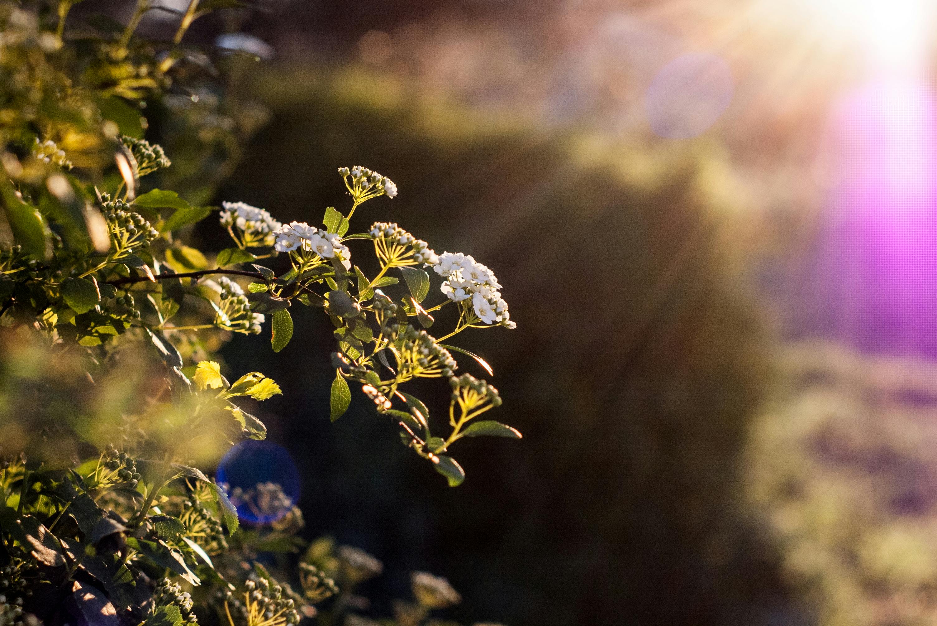 Free stock photo of little white flowers, sunlight, sunlight flower