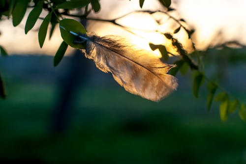 Ilmainen kuvapankkikuva tunnisteilla auringonlasku, aurinko, höyhen