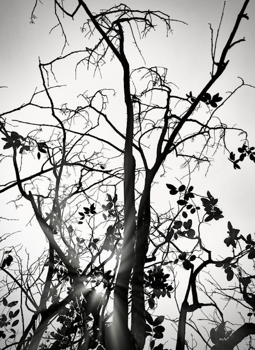 

A Grayscale of a Tree under a Clear Sky