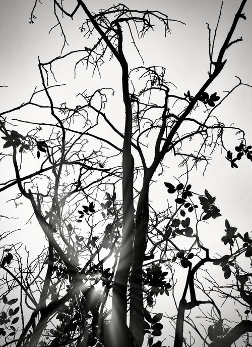 Free Abstract silhouette of tree branches against sunlight, creating a dramatic monochrome effect. Stock Photo