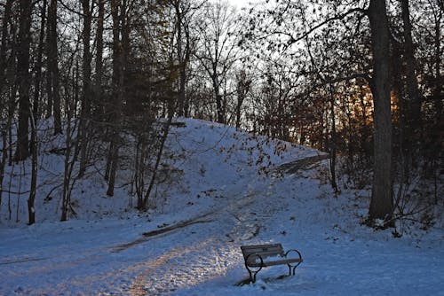 Free stock photo of bench, ice, landscape