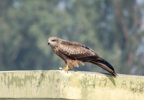 dark kite bird plumage