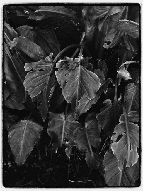 A detailed black and white photograph of lush foliage with a focus on texture and form.