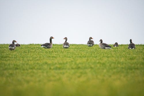 Flock of Birds on Grass 