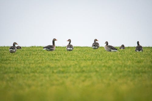 Free Flock of Birds on Grass  Stock Photo