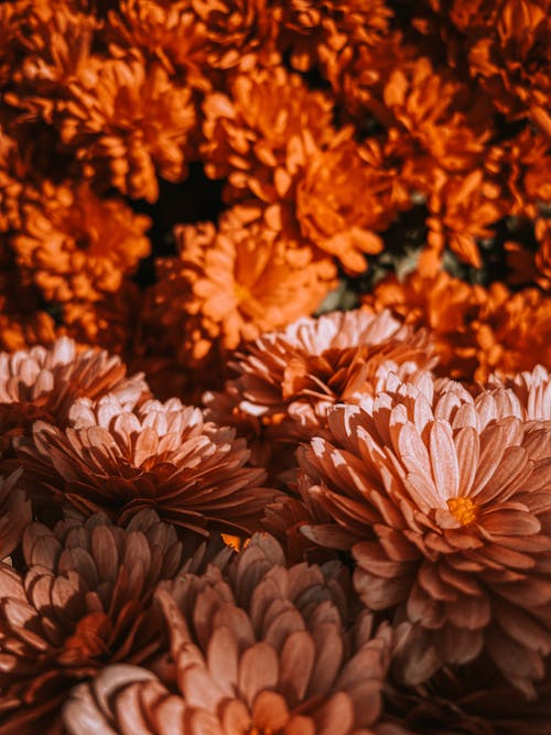 Fotobanka s bezplatnými fotkami na tému botanický, čerstvý, chryzantémy