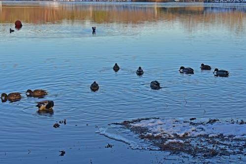 Free stock photo of duck, duck background, ducks