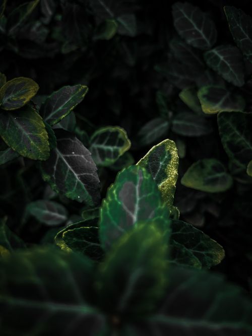 Free Explore rich, dark green leaves with intricate textures, perfect for natural backgrounds and botanical themes. Stock Photo