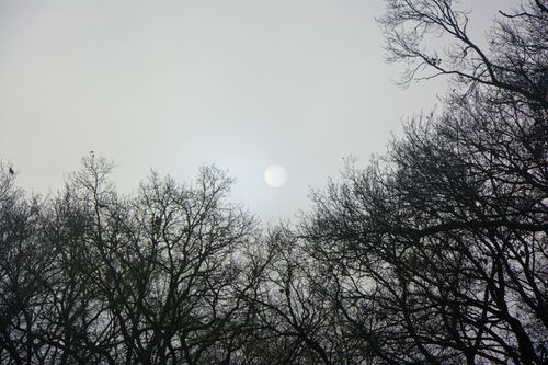 Free Silhouetted leafless trees create a haunting scene against a moonlit sky. Stock Photo