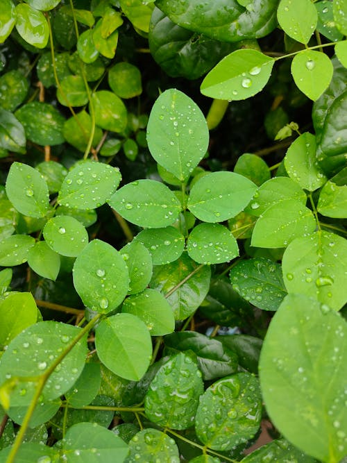 Free 
A Close-Up Shot of Wet Green Leaves Stock Photo