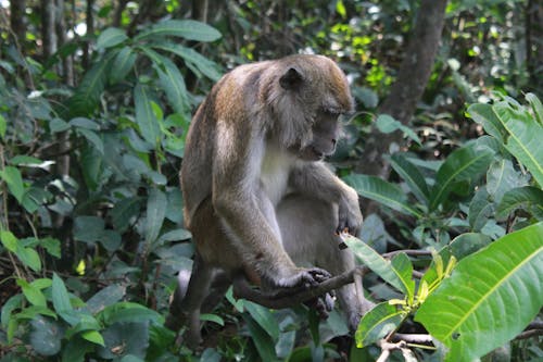 Free Brown Monkey on Tree Branch Stock Photo