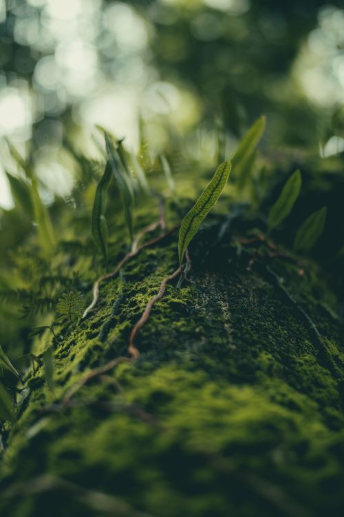 Free Close-up of a mossy tree trunk with green leaves in a serene forest setting. Stock Photo
