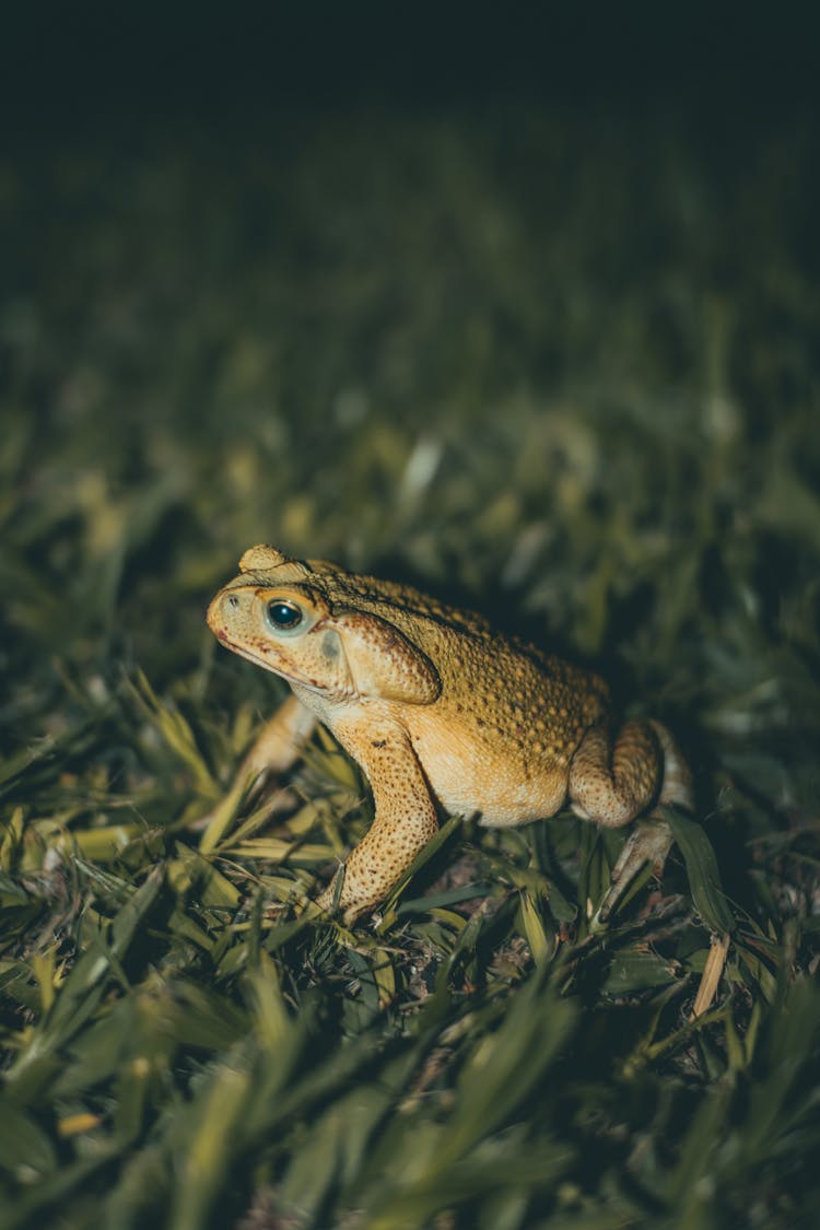 Frog Sitting In Grass