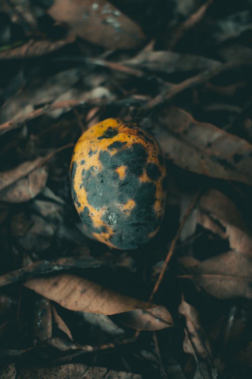 A Rotten Mango on the Ground