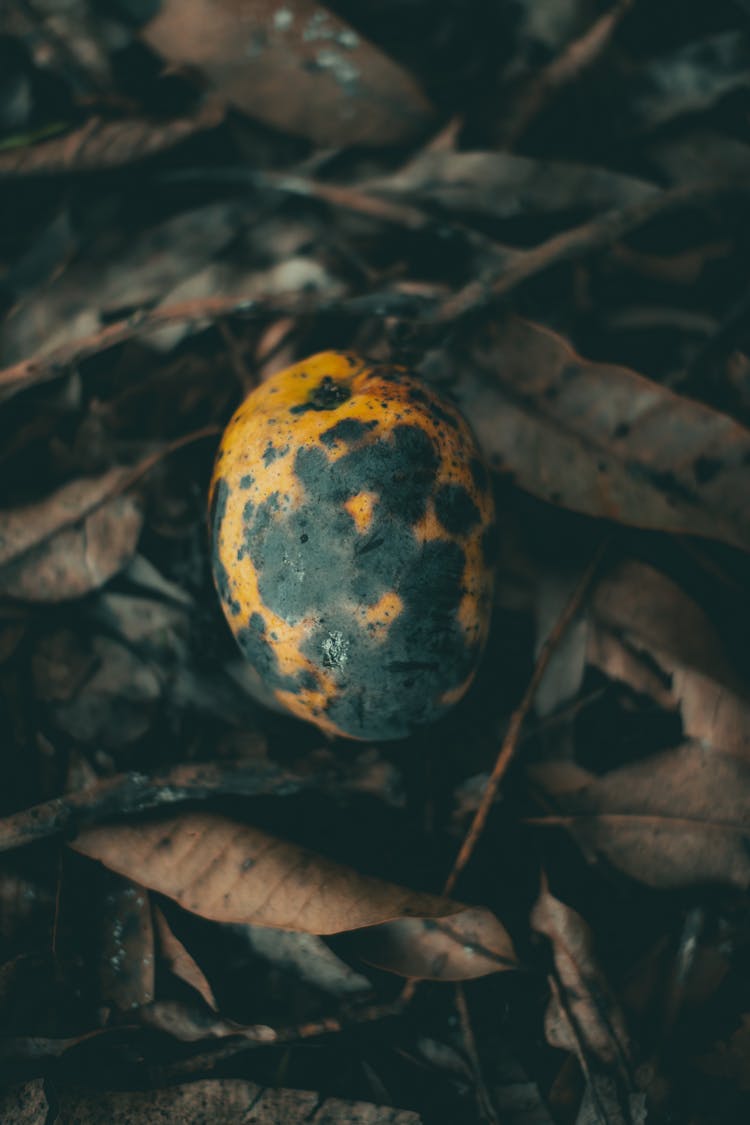 A Rotten Mango On The Ground