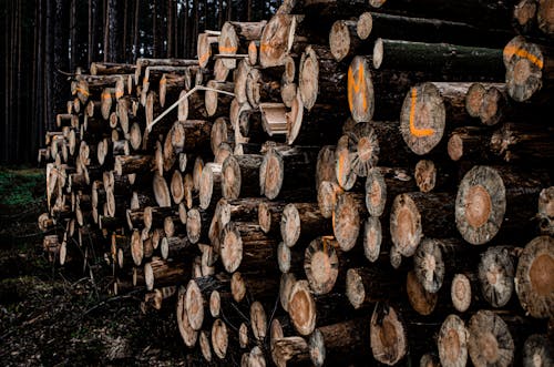 Free Brown Wooden Logs on Forest Stock Photo