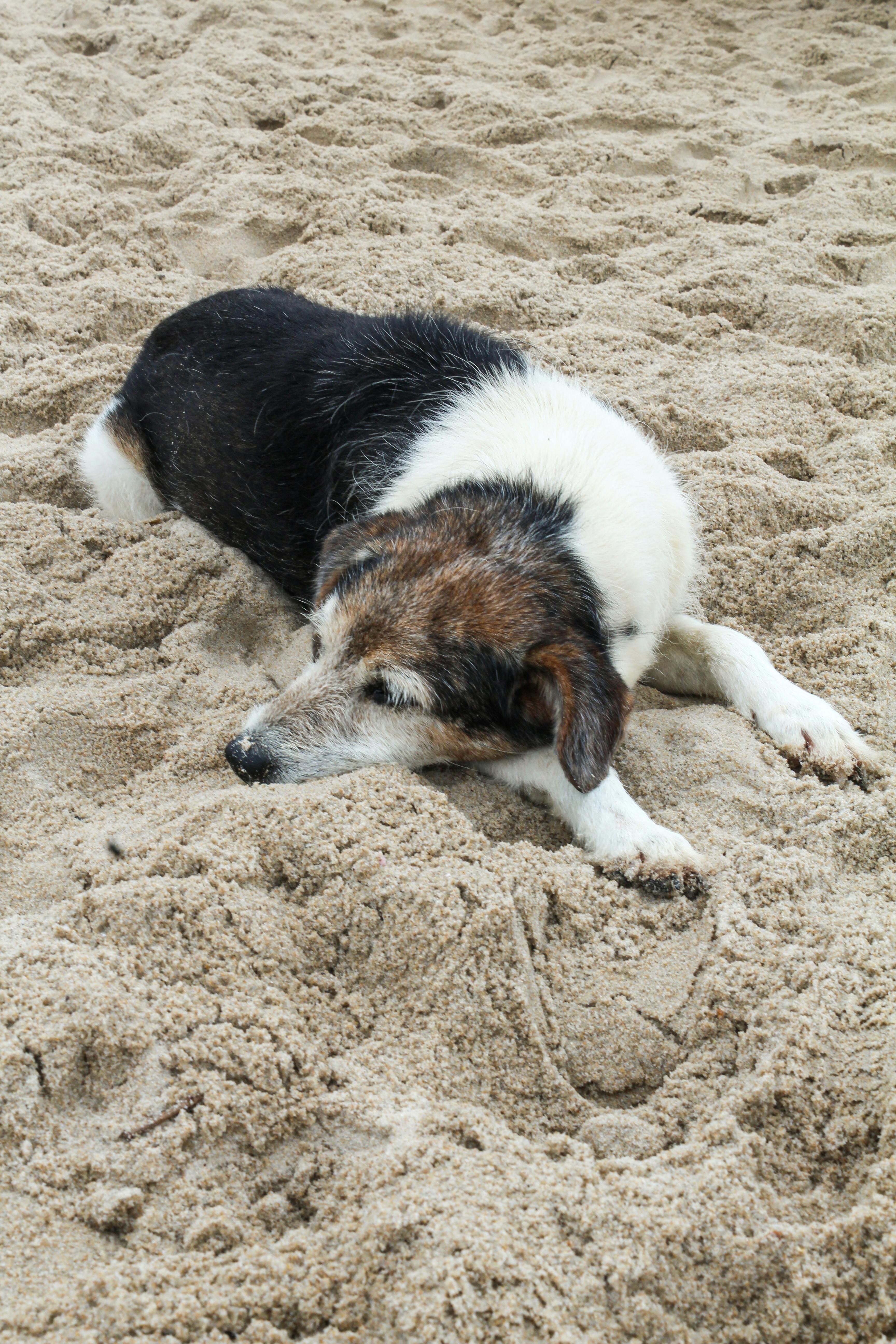 Why Do Dogs Dig Holes To Lie In