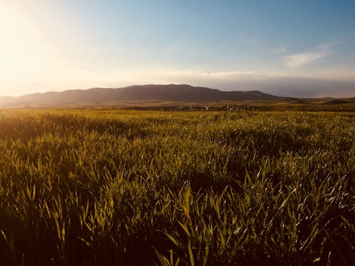 Vast Green Grass Fields With Silhouette of Mountain at Distance