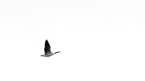 Безкоштовне стокове фото на тему «біле небо, вид збоку, водоплавна птиця»