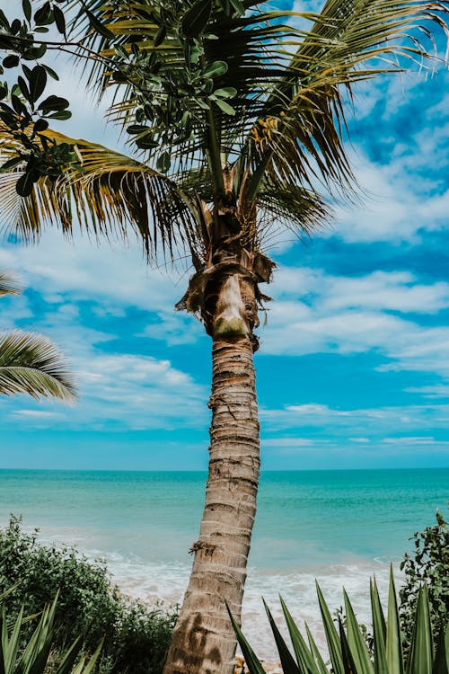 Coconut Tree Near Body of Water