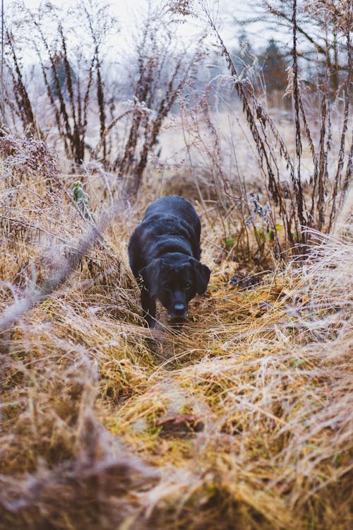 Free 
A Black Labrador Walking on Dried Grass Stock Photo