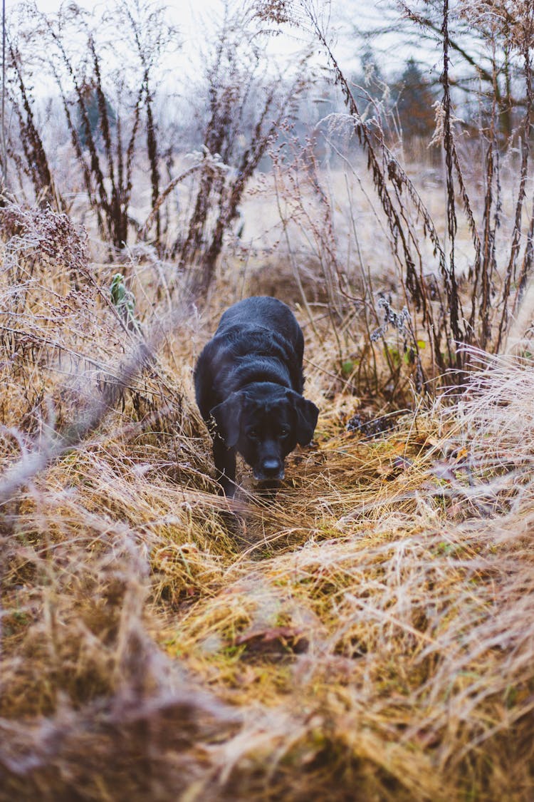 
A Black Labrador Walking On Dried Grass