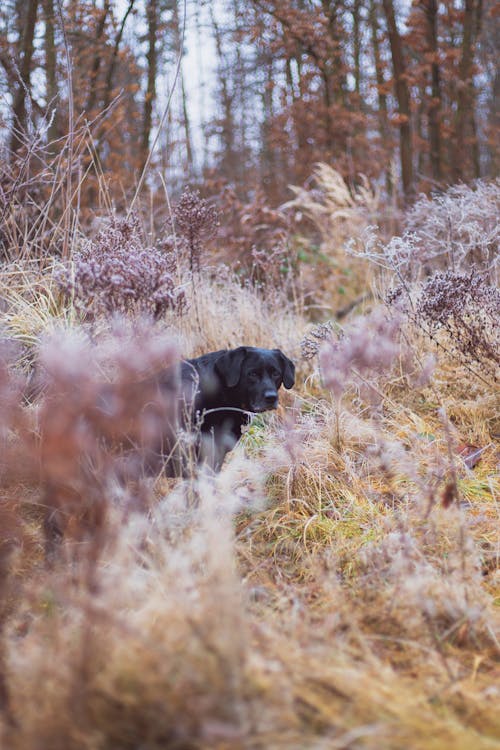 Free 
A Black Labrador on a Field  Stock Photo