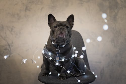 Free Black French Bulldog Sitting on Gray Chair Stock Photo