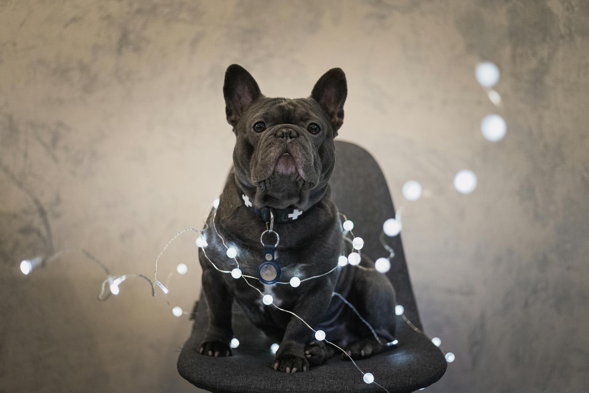 Black French Bulldog Sitting on Gray Chair