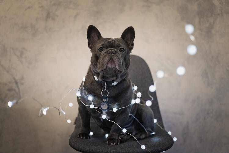 Black French Bulldog Sitting On Gray Chair