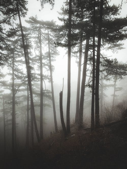 
A Foggy Forest with Tall Trees