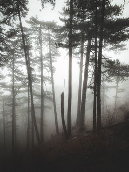 Tall trees in a foggy forest create a mysterious and serene atmosphere.