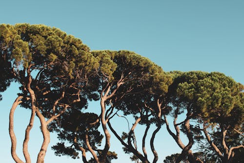 Kostenloses Stock Foto zu bäume, blauer himmel, holz