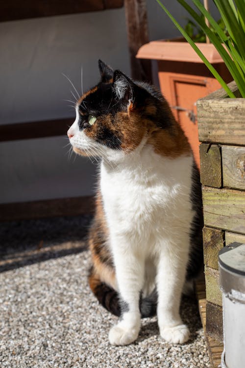 A Cat Sitting on Ground