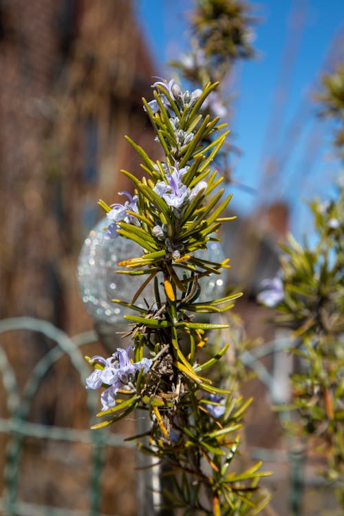 Free stock photo of herb, lavender, lavender flower