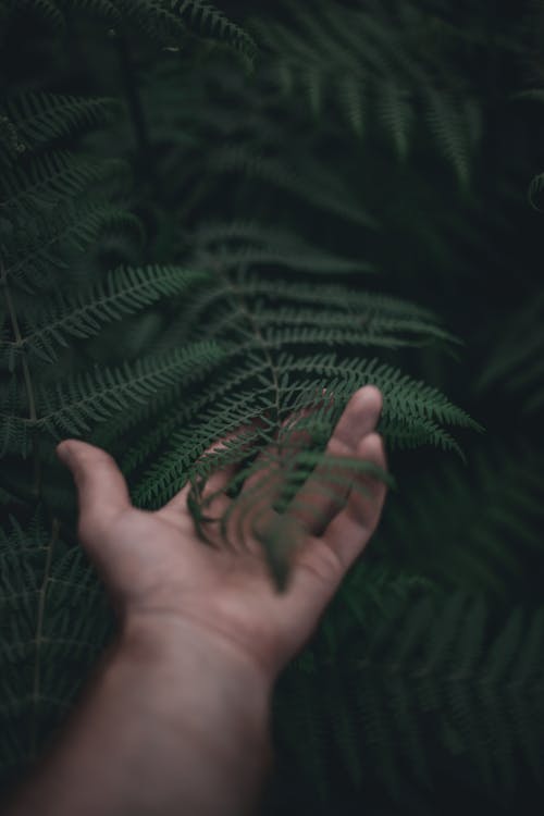 
A Person Touching the Green Leaves of a Fern Plant