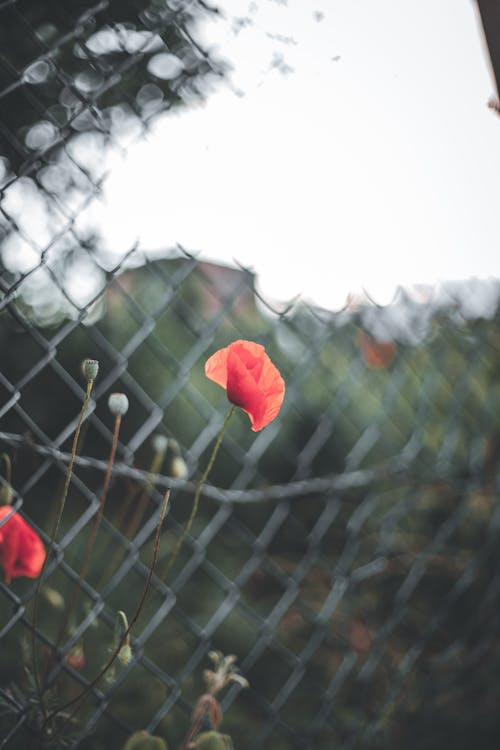 Free Red Flowers on Gray Metal Fence Stock Photo