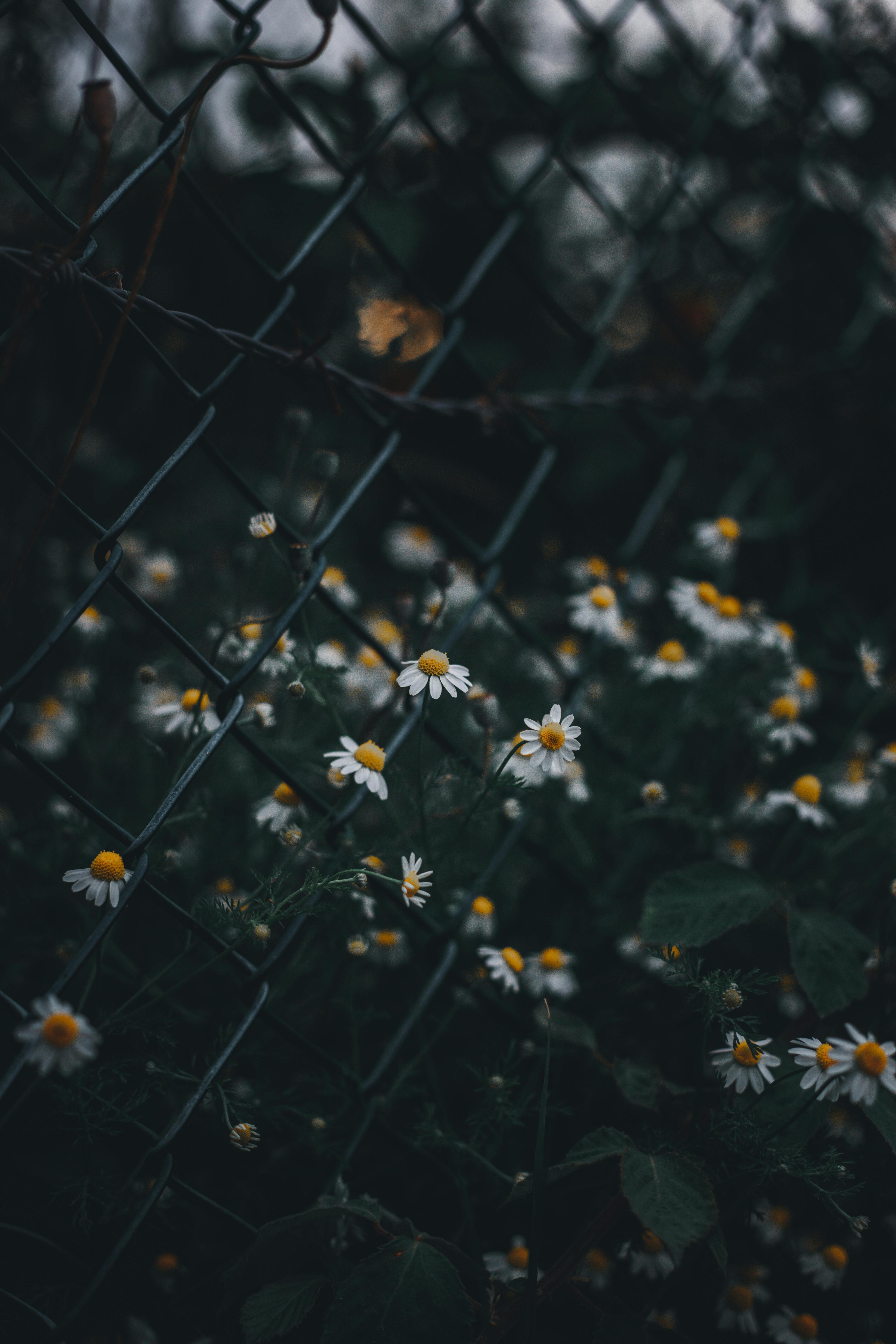 Fence – Flowers Wallpaper Phone –