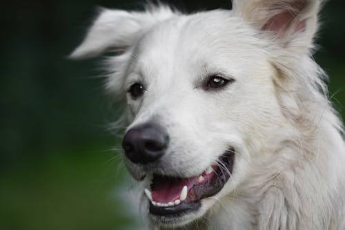Fotos de stock gratuitas de animal, canino, gracioso