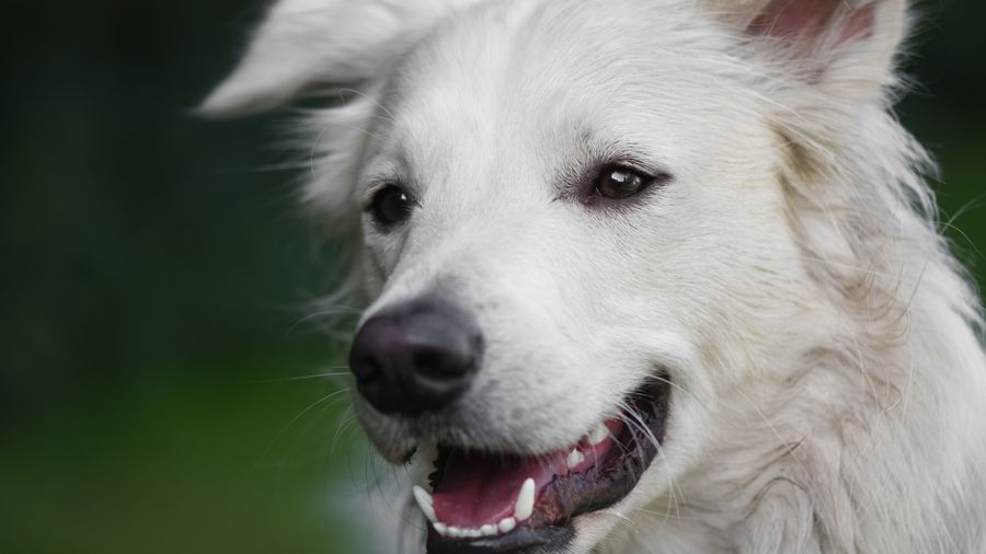 What Dog Food Actually Costs and How to Think About the Trade-offs
