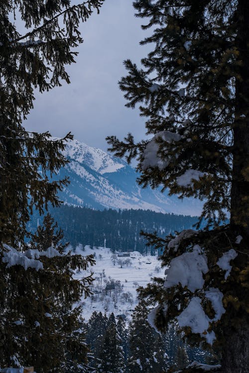 Snow Covered Mountain Behind the Trees