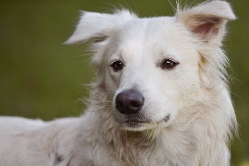 Gratis Foto stok gratis anjing putih, binatang, fotografi binatang Foto Stok