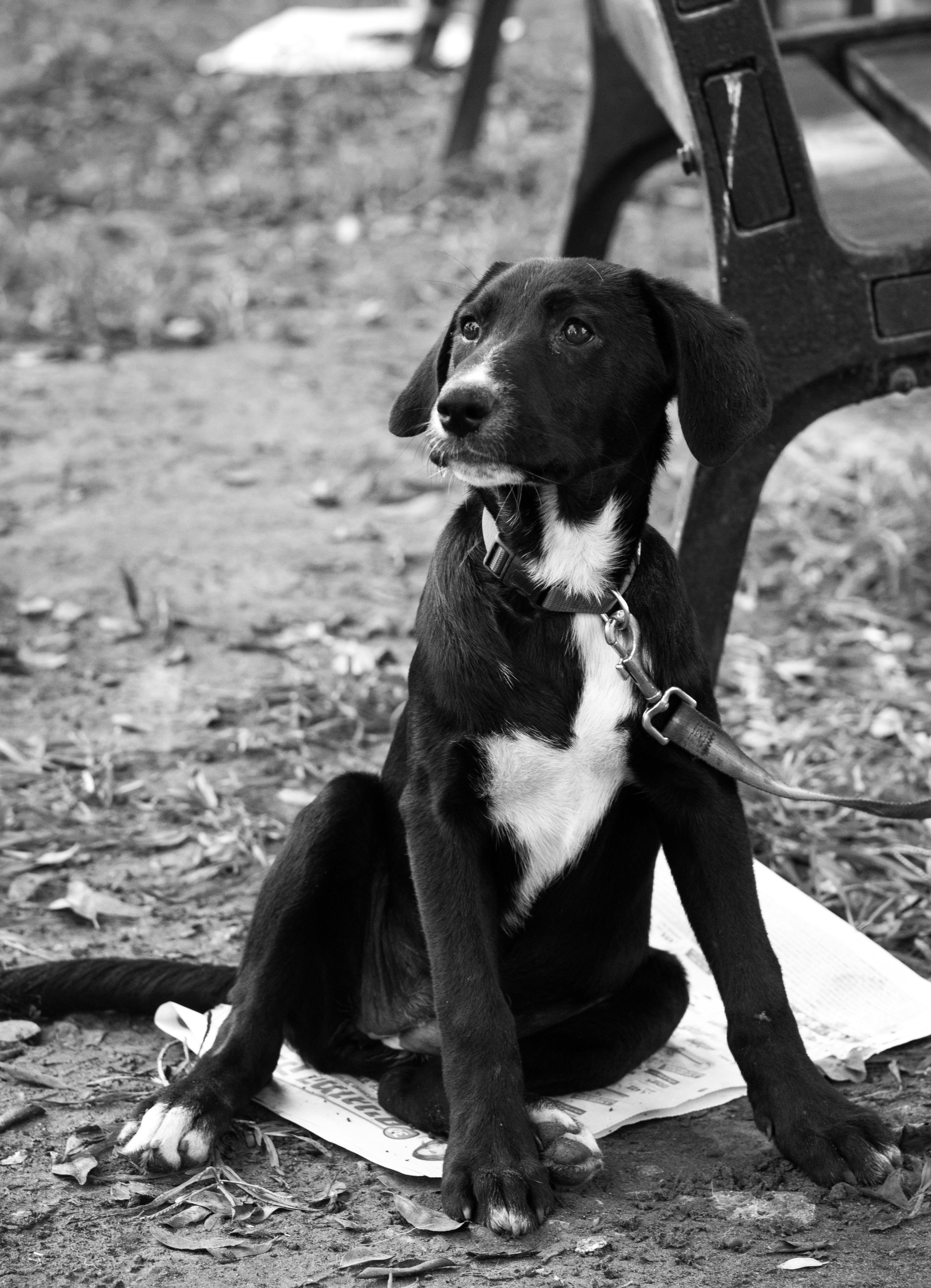 Charming black dog with leash sitting on ground beside park bench in grayscale.