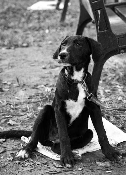 Gratis Immagine gratuita di animale, animale domestico, bianco e nero Foto a disposizione