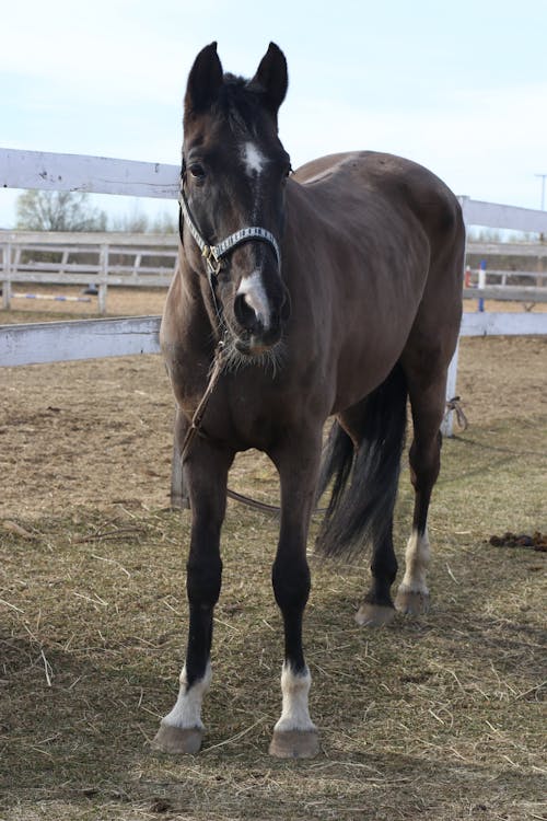 Gratis stockfoto met bruin paard, mooi dier, paardenboerderij