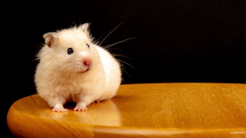 Free A White Hamster on Brown Wooden Table Stock Photo